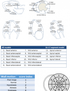 Professional Echocardiogram Report Template Pdf Example