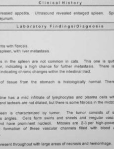 Editable Canine Abdominal Ultrasound Report Template  Example