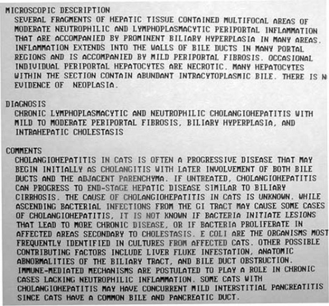 Free Canine Abdominal Ultrasound Report Template Doc Example